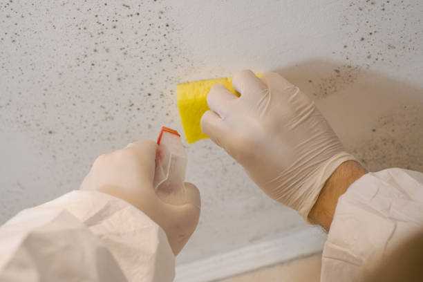 Conyngham, PA Mold Inspection, Removal & Remediation Company